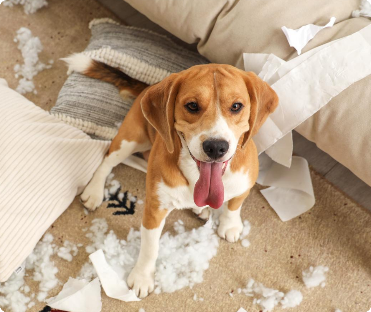 Mischief Dog